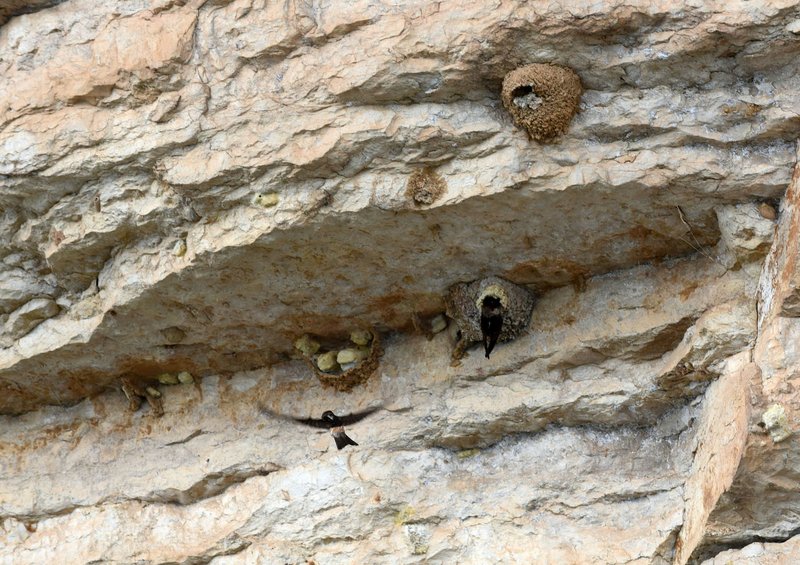  NWA Democrat-Gazette/FLIP PUTTHOFF Cliff swallows build their mud nests June 8 along Red Bluff, a cliff north of Rocky Branch park on Beaver Lake.