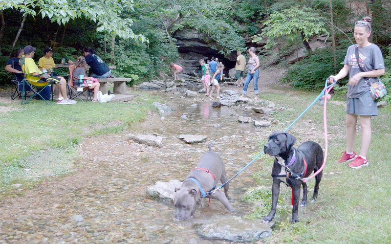 Keith Bryant/The Weekly Vista Leane Harmon, foreground, holds leashes for Ash, a pitbull, left; and Greta, a pit mix; while the two play in the creek in Blowing Springs Pavilion. Harmon said the two are extremely friendly. Children and adults play in the background.