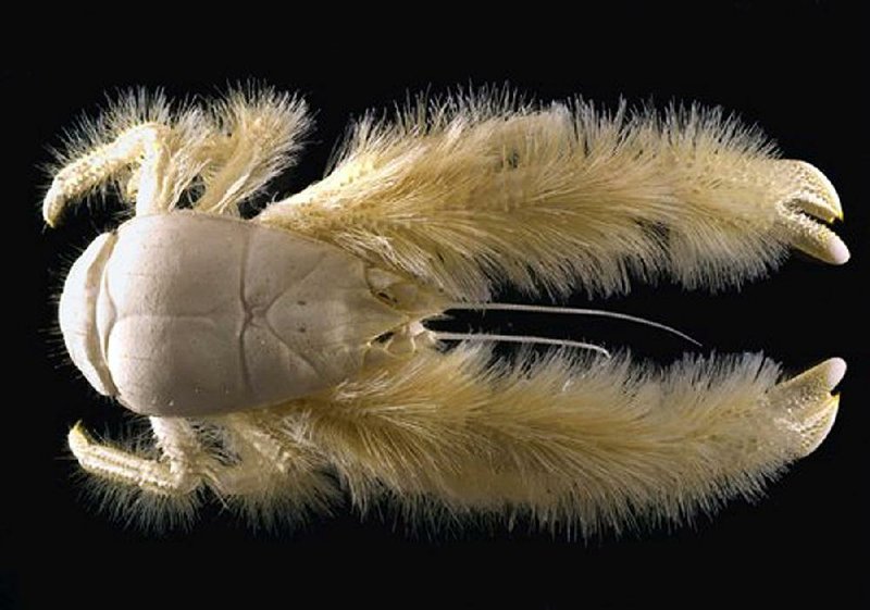 The dreaded Yeti dog tick (shown greatly enlarged) has finally appeared in Arkansas. The host dog is being monitored by a team of cryptobiologists from the University of Arkansas for Medical Sciences. Fayetteville-born Otus the Head Cat’s award-winning column of humorous fabrication appears every Saturday.
