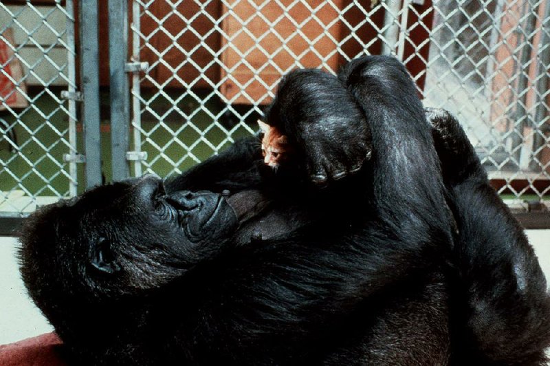 Koko the gorilla plays with a kitten in April 1985. Koko’s sign-language skills, while questioned by some, led to films, books, encounters with celebrities and “changed the image of apes, and gorillas in particular, for the better,” Emory University primate researcher Frans de Waal said. 