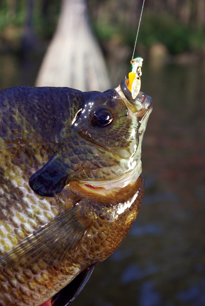 Most bluegill anglers are natural bait aficionados, but big bream are easily enticed using a variety of artificial lures as well, like the spinner that nailed this whopper.