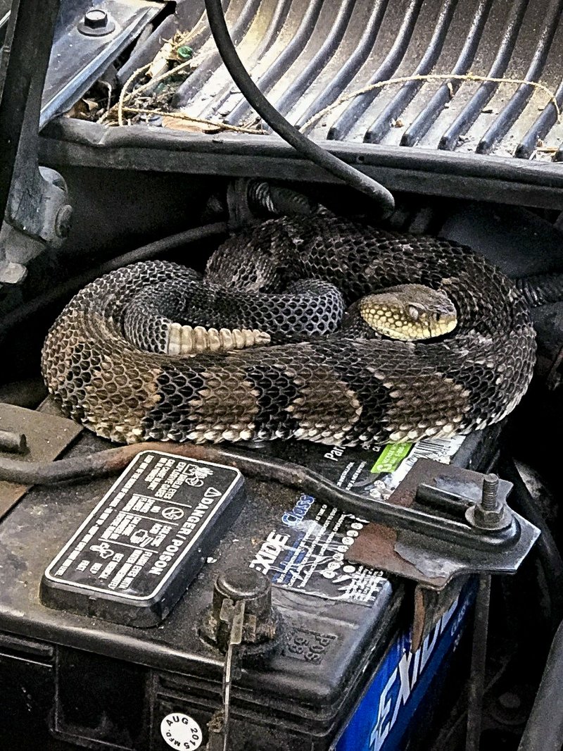 This photo provided on Thursday, June 21, 2018, by the New York State Department of Environmental Conservation shows a venomous timber rattlesnake inside a car's engine compartment and curled up on a battery earlier this month in rural Hancock, on the Pennsylvania. (New York State Department of Environmental Conservation via AP)

