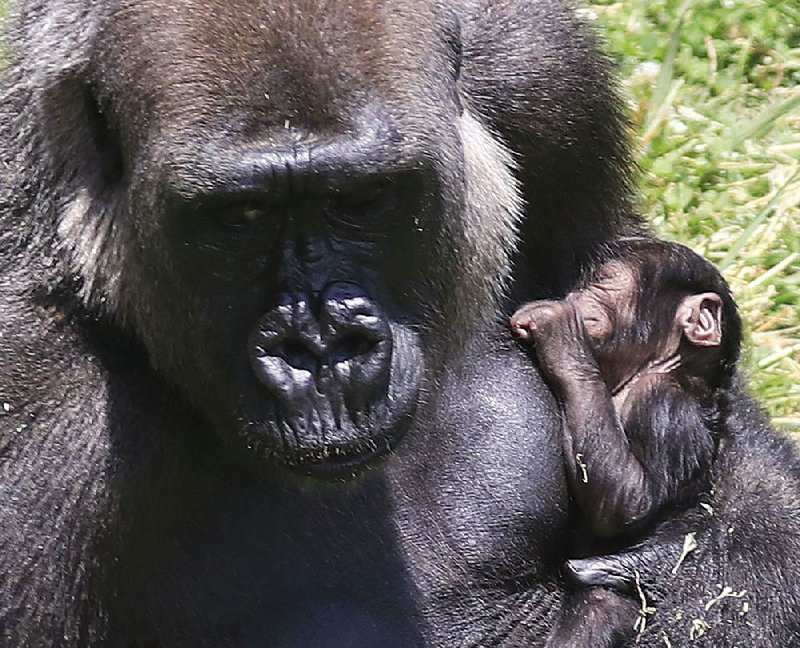 Arkansas Democrat-Gazette/STATON BREIDENTHAL --6/22/18-- Sekani, a Western Lowland Gorilla, holds her new baby Friday afternoon at the Little Rock Zoo. The baby, born Wednesday is the third born to Sekani and the third born at the Little Rock Zoo.