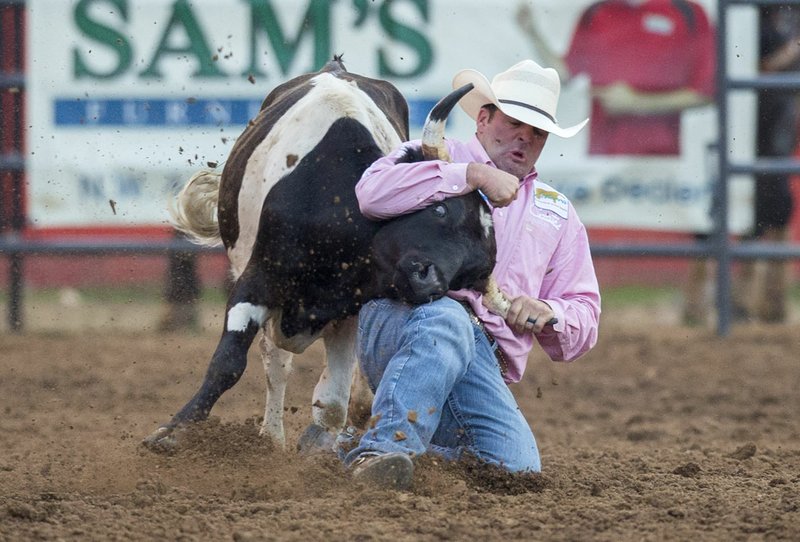 File Photo Sean Mulligan of Coleman, Okla., competes in the steer wrestling at the 2017 Rodeo of the Ozarks at Parsons Stadium in Springdale. On a side note, all baby cattle are calves. A steer is a calf old enough to have been neutered so he will not grow up to be a bull; a slightly older female calf is a heifer.