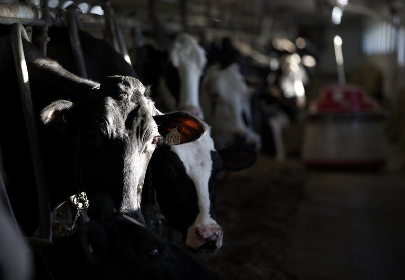 An identification tag is attached to a cow's ear at a dairy farm in Granby, Quebec, Canada, in April 2017. Canada's protected dairy system caps production to avoid oversupply and maintain stable prices for farmers. 