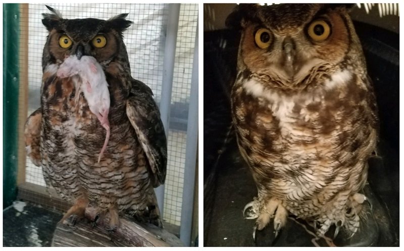 A great horned owl rescued after a mudslide is shown in these photos from Raptor Rehab of Central Arkansas. (Photos by Rodney Paul)