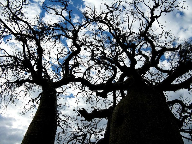 The spindly limbs of baobab trees in Parc Mosa. The bulging trunks are fibrous and saturated with water. The baobab, seen here in Parc Mosa, is the national tree of Madagascar. Jeanine Barone/Washington Post