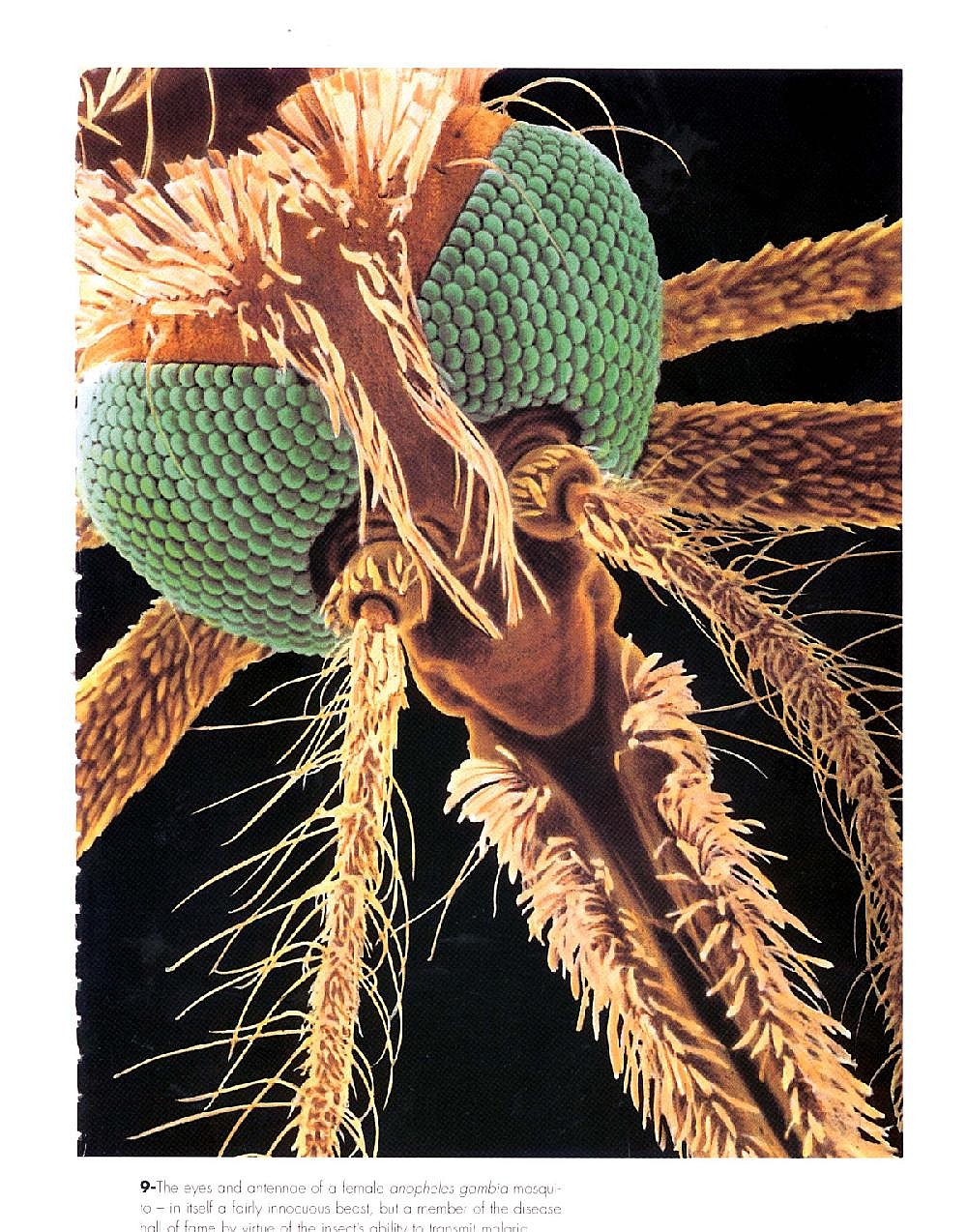 Skeeb Insect Hunt skeeters for 7 weekends, keep the grease hot | The Arkansas ...
