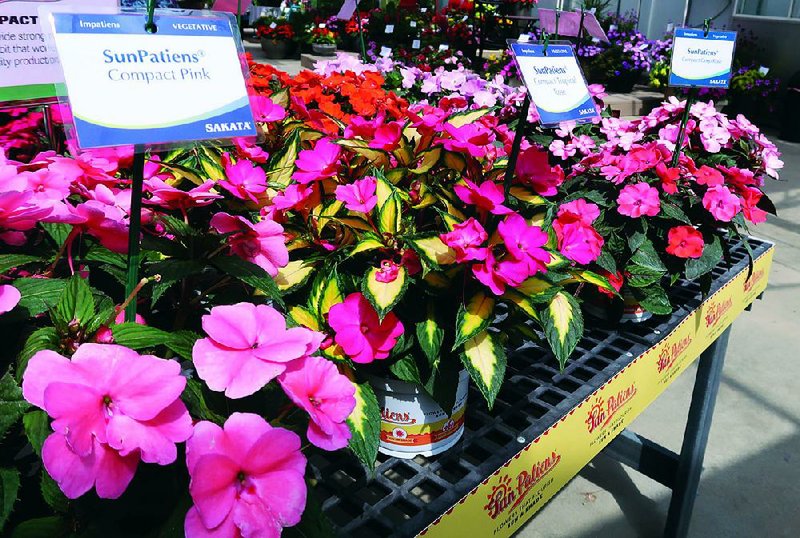 Unlike traditional impatiens, Sunpatiens do well in full sun but don’t mind afternoon shade.  