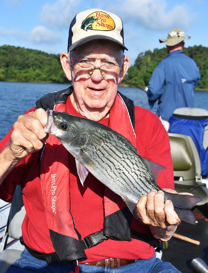 J.O. Brooks caught two hybrids to go along with a mess of white bass Tuesday while fishing with the author and Rusty Pruitt at DeGray Lake. 