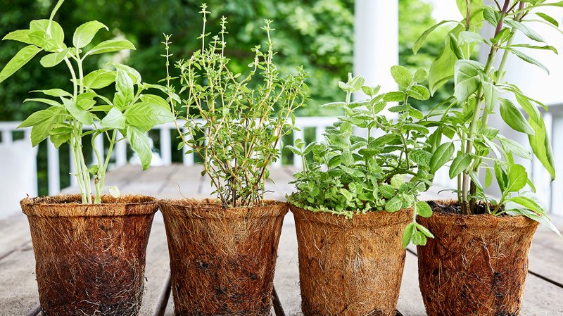 For flavoring summer dishes, grow your own herbs.