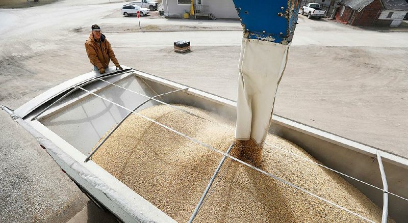 Iowa farmer Terry Morrison watches soybeans pour into his trailer at a co-op in Redfield, Iowa, in April. Chinese companies are expected to cancel most of the remaining soybeans they have committed to buy from the U.S. once an extra 25 percent tariff on U.S. imports takes effect Friday.