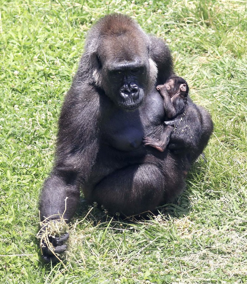 Stop by the Little Rock Zoo and say hello to the new resident: a baby gorilla born to parents Sekani (pictured) and Kivu. Zoo hours are 9 a.m.-5 p.m. and admission is $12.95, $10.95 for ages 60 and older and $9.95 children ages 3 and up. Parking is $3. Call (501) 666-2406 or visit littlerockzoo.com. 
