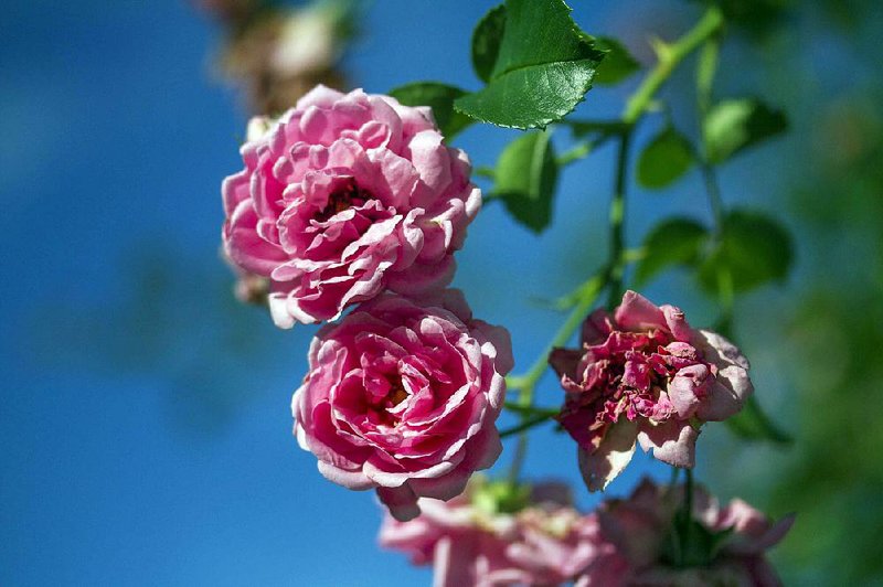 Connie Hilker uses her garden to collect and preserve antique rose varieties in danger of being lost. The Cotton Candy variety shown here was originally bred by a California hybridizer named Ralph Moore and introduced in the 1950s. 