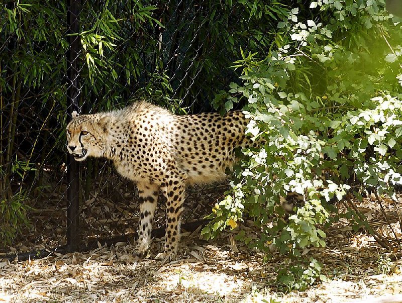 A cheetah emerges from some bushes Friday at the Little Rock Zoo while checking out his new surroundings.