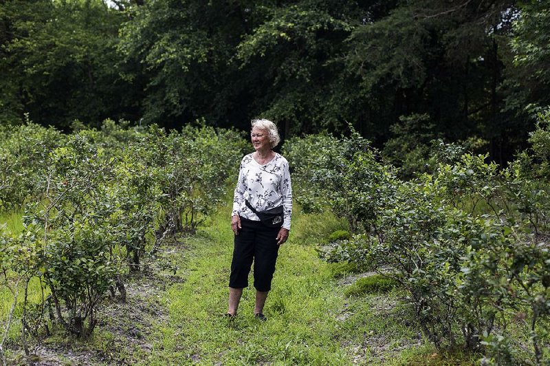 Jeanne Lindsay stands by her Weymouth blueberry patch on her family’s farm in Hammonton, N.J., where she also grows Rancocas that are “good pie berries.” 