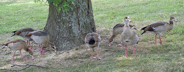 Westside Eagle Observer/MIKE ECKELS The flock gathers around its favorite tree at Crystal Lake Park near Decatur July 5 for a little cracked corn lunch. By this time the goslings are estimated to be around two months old.