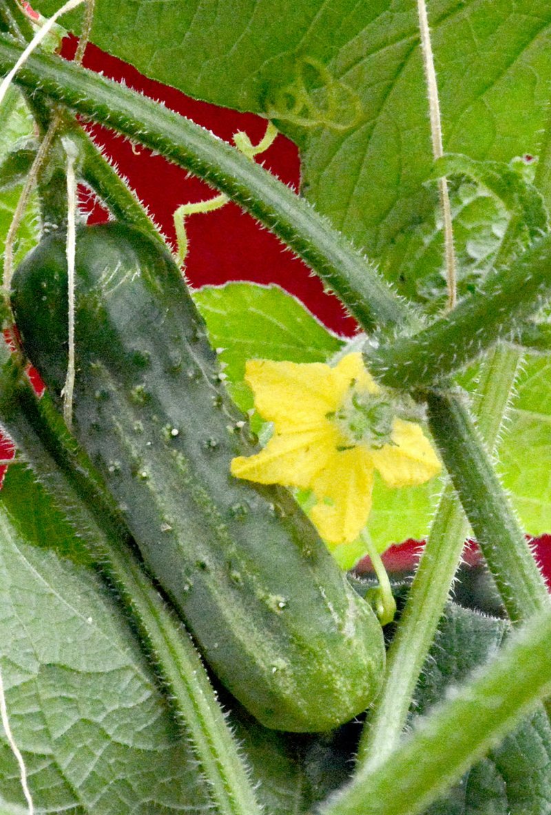 Janelle Jessen/Herald-Leader Cucumbers are one of the vegetables that are ripening in The Garden in Siloam Springs. The Garden will host Sliced and Diced on Saturday. The educational event is modeled after a television cooking competition.
