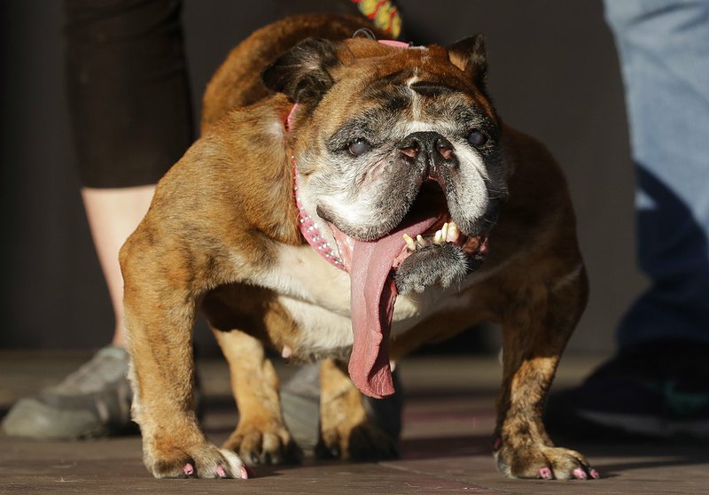 FILE - In this  June 23, 2018, file photo, Zsa Zsa, an English Bulldog owned by Megan Brainard, stands onstage after being announced the winner of the World's Ugliest Dog Contest at the Sonoma-Marin Fair in Petaluma, Calif. The 9-year-old English bulldog died just weeks after winning the contest. Brainard told NBC’s “Today” Zsa Zsa died in her sleep Tuesday, July 10. (AP Photo/Jeff Chiu, File)