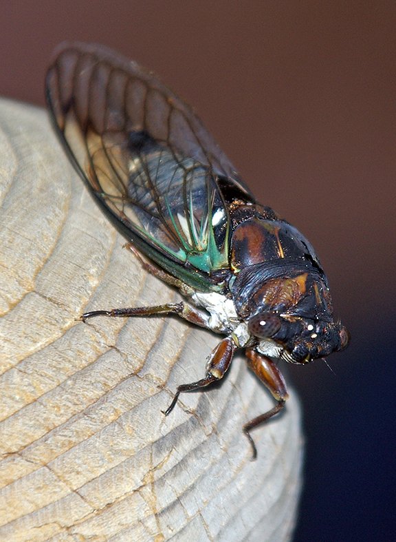 Annual cicadas are seen, and heard, every year, even though several years may pass for the completion of one generation from underground nymphs to winged adults.