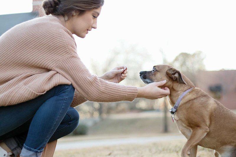 Kendra Kelley, a junior at Lyon College in Batesville, plays with her dog. Lyon College is allowing students who live in Bryan Hall to bring a dog or cat to campus this fall. The building is being updated to accommodate the pets, and a fenced dog park is being built on campus, too, said Patrick Mulick, vice president of student life and dean of students. He said it’s the first pet-friendly residence hall that he knows of in Arkansas.