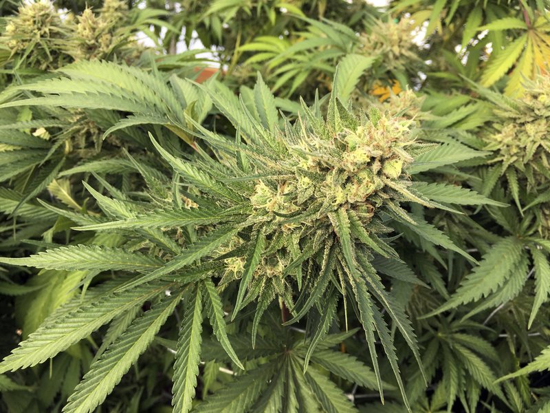  This Sept. 30, 2016, file photo shows a marijuana bud before harvesting at a rural area near Corvallis, Ore. (AP Photo/Andrew Selsky, File)