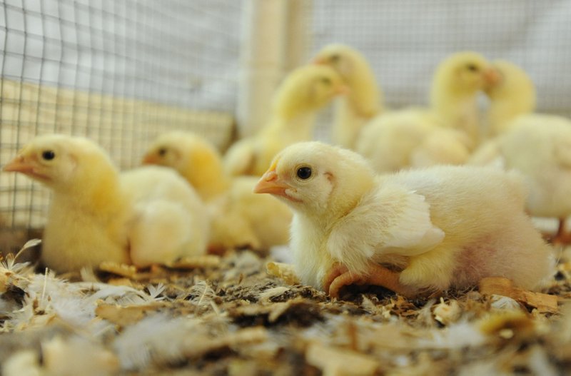 FILE PHOTO
Chicks on a farm in Fayetteville.