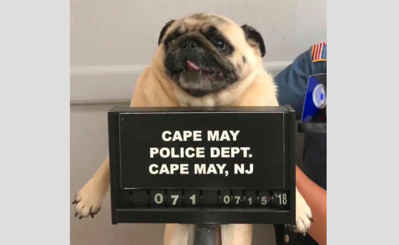 This photo provided by the Cape May N.J. Police Department shows "Bean" a pug dog being photographed at the Cape May Police Dept., in Cape May, N.J. The dog is home after police in the New Jersey shore town posted its mugshot on social media. Cape May Patrolman Michael LeSage found Bean the pug in a yard on Sunday, July 15, 2018. Police posted a photo of Bean on Facebook with the caption: "This is what happens when you run away from home." It took a few hours before Bean's owners tracked her down. (Cape May N.J. Police Department via AP)

