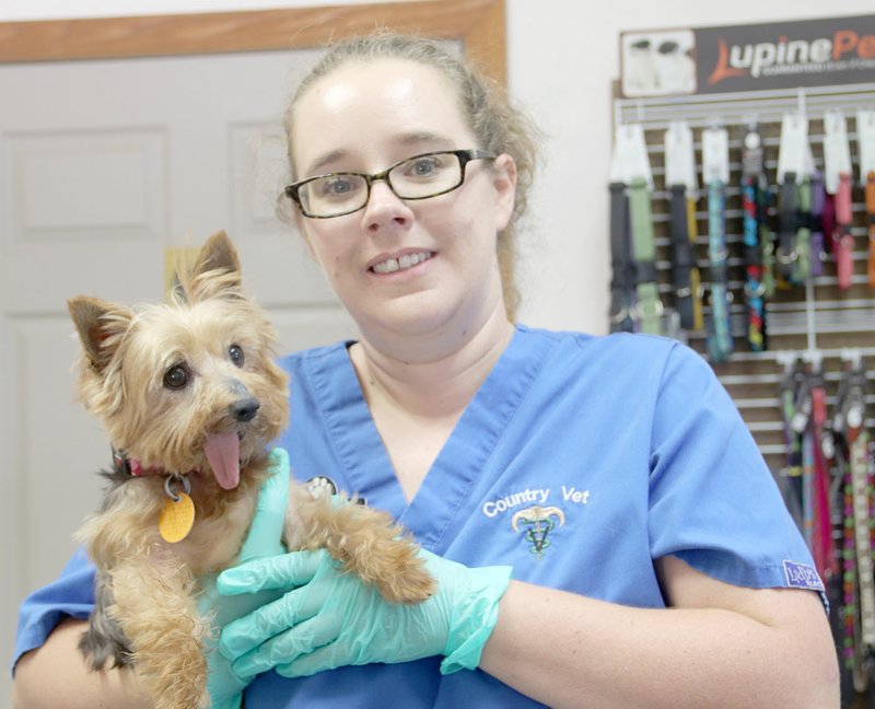 LYNN KUTTER ENTERPRISE-LEADER Amanda Harkson, a vet assistant at Country Vet in Farmington, is fostering one of the dogs seized from property in Lincoln. This Yorkie was assigned the number E-15 but Harkson has named her Nosey Rosey. The dog is about 10 years old, is missing teeth and described as the sweetest little dog.
