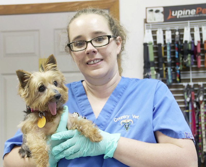 NWA Democrat-Gazette/LYNN KUTTER Amanda Harkson, a vet assistant at Country Vet in Farmington, is fostering one of the dogs seized from property in Lincoln. The Yorkshire terrier was assigned the number E-15 but Harkson has named her Nosey Rosey. The dog is about 10 years old, is missing teeth and described by Harkson as the sweetest little dog.