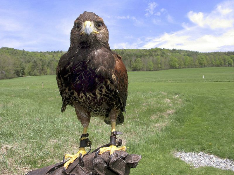 A Harris’s hawk perches on the hand of falconer Jessica Snyder at New England Falconry in Woodstock, Vt. The center has public falconry sessions with trained hawks.  
