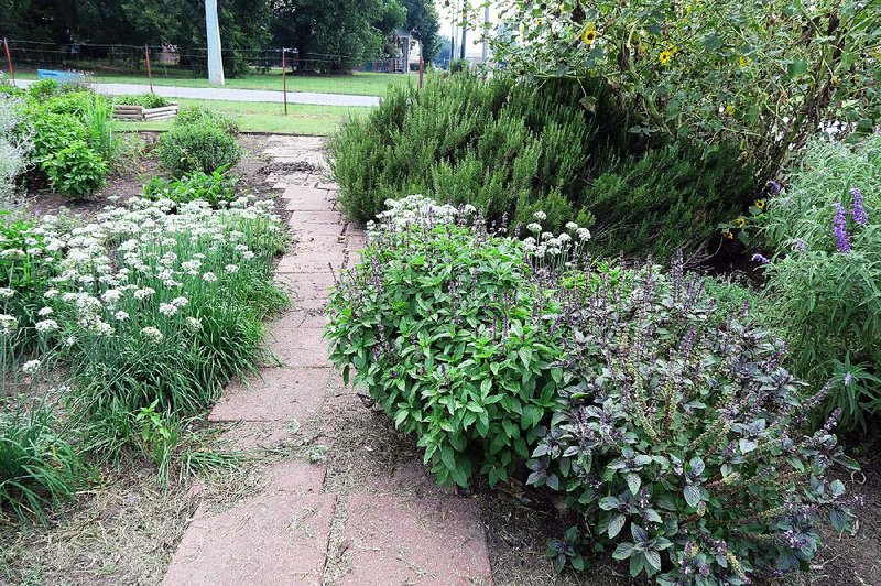 Happy herbs create a pleasing path at the Jefferson County Master Gardeners teaching garden.  