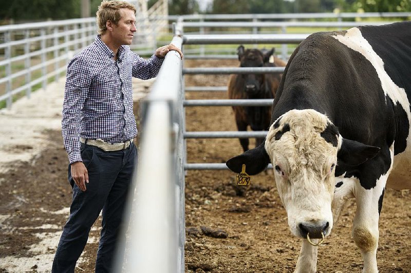 Dan Carlson, a senior vice president at Recombinetics, stands next to a bull named Buri in May at the University of California in Davis. Because of gene editing, Buri was born without the ability to grow horns.  