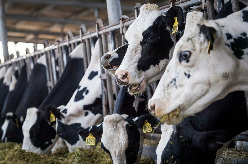 Dairy cows eat in a feeding barn at Lafranchi Ranch in Nicasio, Calif., earlier this month.  