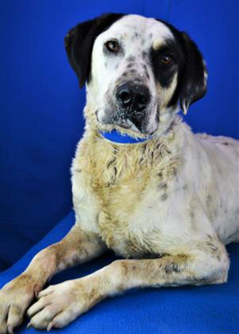 Chance is our pet of the week.