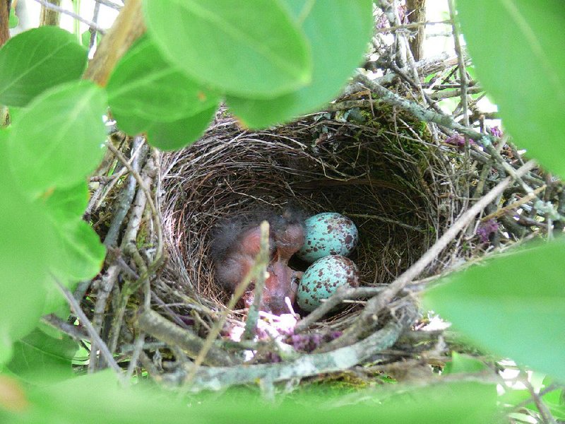 A mockingbird nest holds two hatchlings and two speckled eggs, one of which was rocking and cracking as a tiny bird struggled to make its way out. 