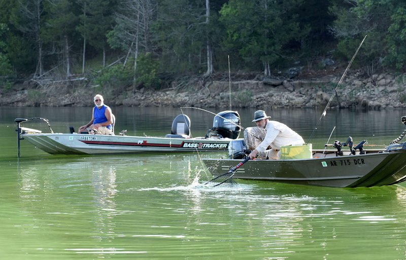 NWA Democrat-Gazette/FLIP PUTTHOFF Bruce Darr brings a hybrid striper to the net while trolling in a creek arm of Beaver Lake. Trolling may result in a mixed-species catch, including hybrid stripers. Carey Williams looks on at left.