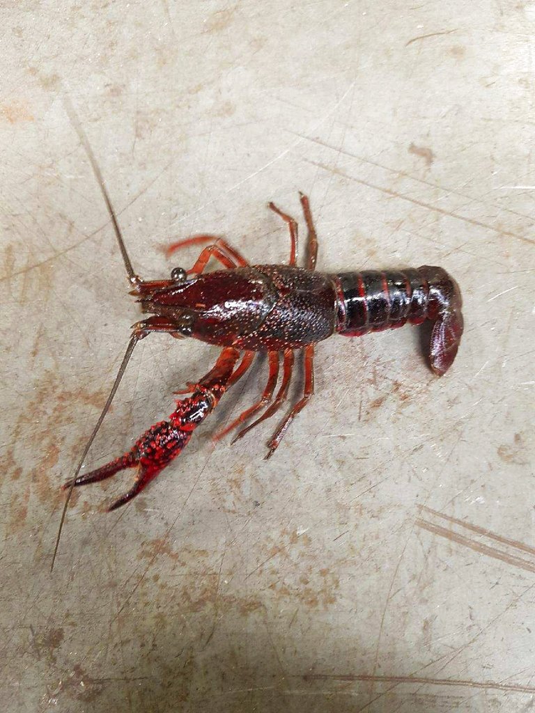 This undated photo provided by the Michigan Department of Natural Resources shows a crayfish.