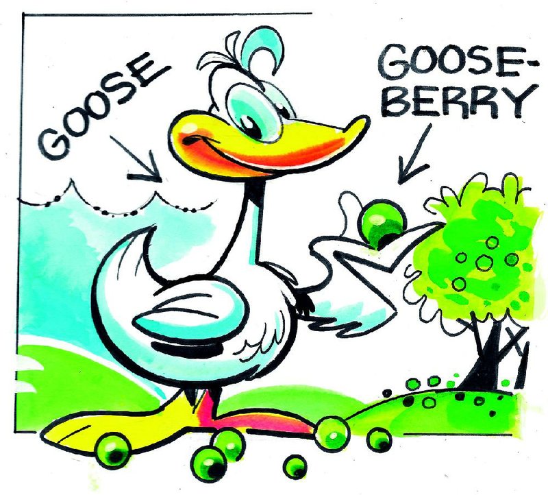 Arkansas Democrat-Gazette gooseberry illustration. 
