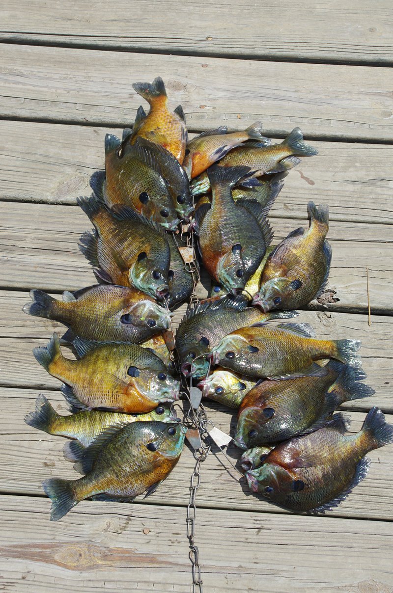 Try these shallow-water hot spots for summer fish  The Arkansas  Democrat-Gazette - Arkansas' Best News Source