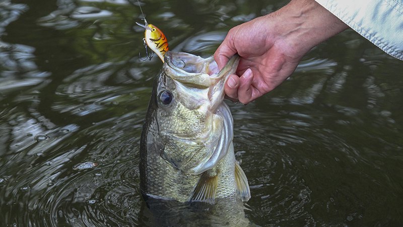 ‘Trophy’ bass potential at Lake Ouachita