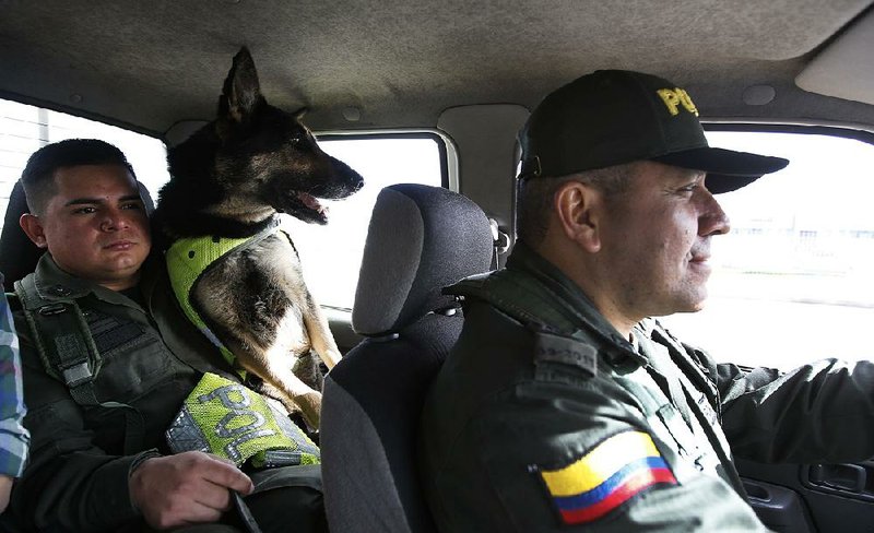 Drug dog Sombra heads with her handler, officer Jose Rojas, to the cargo hold at the El Dorado airport in Bogota, Colombia, earlier this week. 