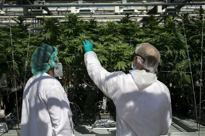 Employees inspect cannabis plants at a harvesting facility in Pelham, Ontario, early last month Investors are showing increased interest in U.S. marijuana company stocks as more states push ahead with plans to legalize cannabis use. 