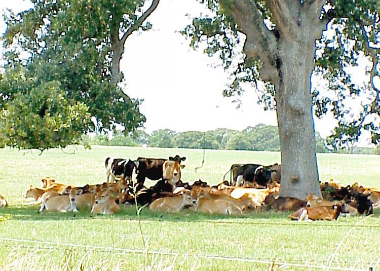 SUBMITTED Livestock producers should ensure their animals have access to shade and cool water to reduce productivity losses and make the animals more comfortable during hot summer weather.