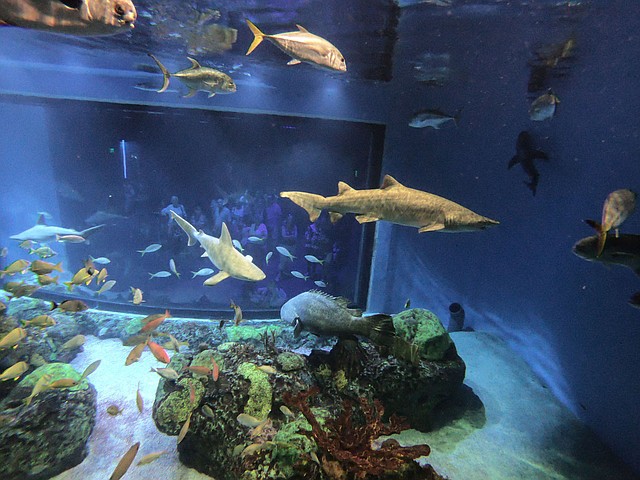 NWA Democrat-Gazette/FLIP PUTTHOFF Sharks, grouper and other ocean fish swim July 6, 2018, in front of divers during an Out to Sea Shark Dive at Wonders of Wildlife National Museum and Aquarium in Springfield, Mo. Divers don wetsuits and diving helmets, then go underwater in a protected cage with sharks and other fish with teeth.