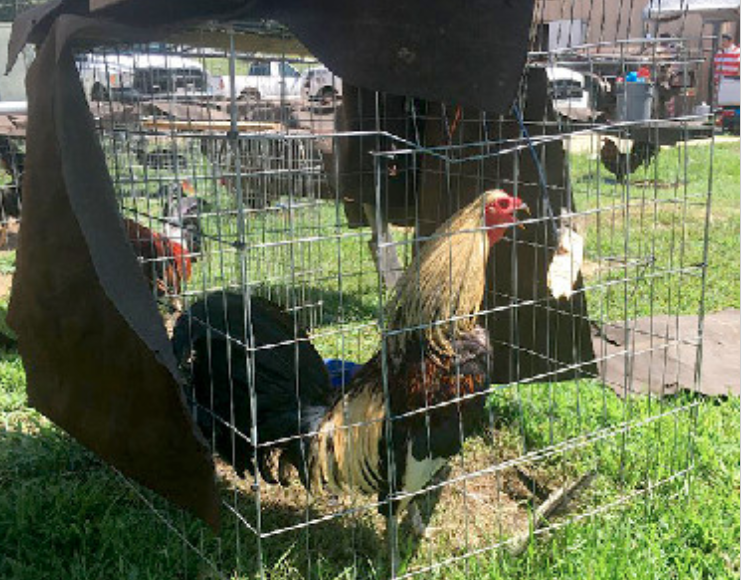 More than 100 roosters remain in the care of Sevier County jail trusties Wednesday, Aug.1, 2018, after they were confiscated during the investigation and arrests of cockfighting suspects.