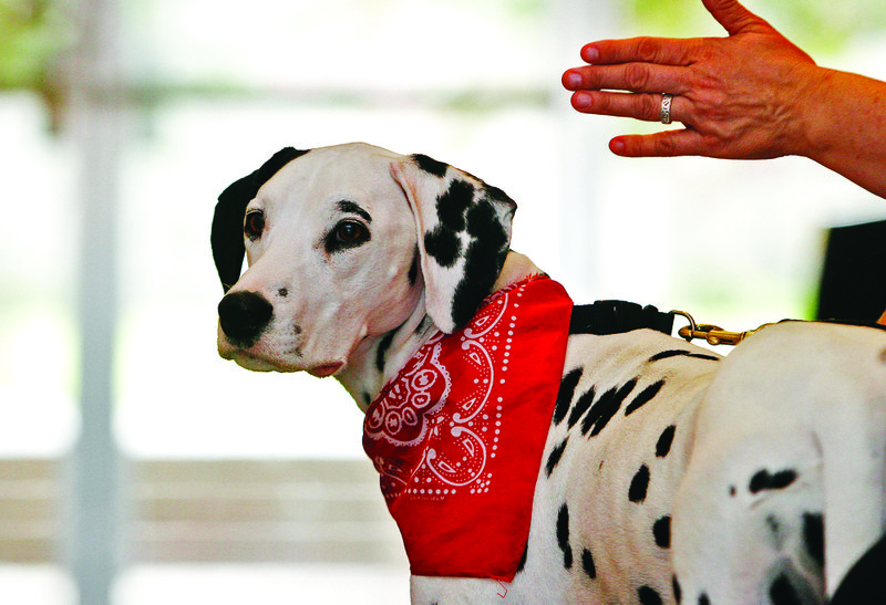 Molly, a Dalmation, serves as the official mascot for the Keep Kids Fire Safe Foundation as "Molly the Fire Safety Dog."