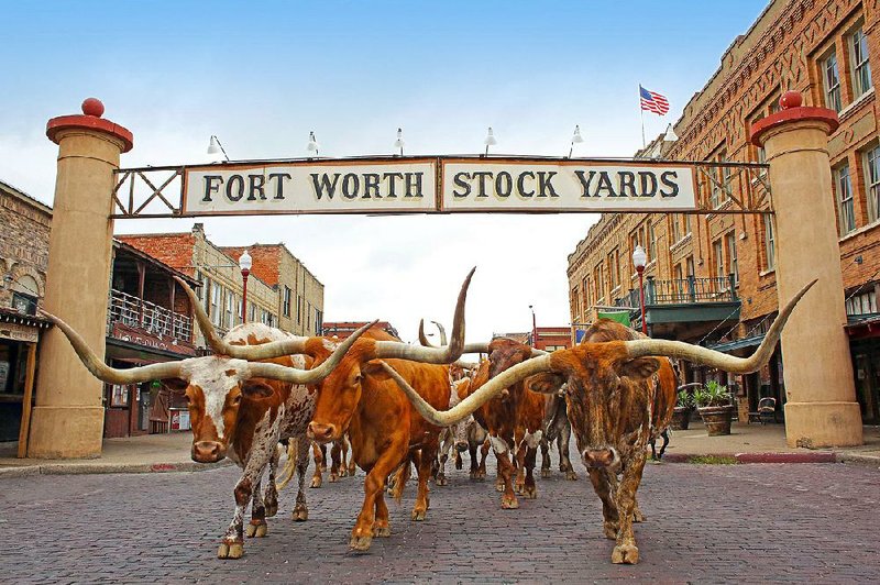 The twice daily “cattle drive” in the Stockyards District is one of Fort Worth’s most popular attractions, one that calls back to the city’s cattle-rich past. 