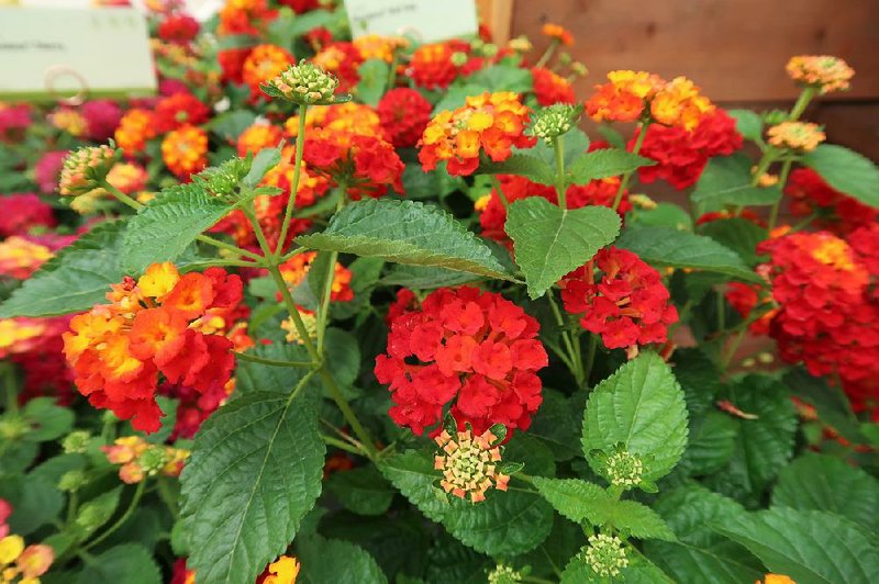 Drought-resistant lantana is not considered an invasive species in Arkansas — although it is along the Gulf Coast.