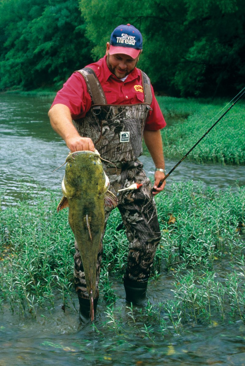 Want to catch a whopper flathead like this one landed by Chris Elder of Mount Ida? Use a live sunfish for bait.